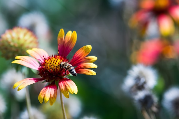 Фото Осенний цветок с пчелой