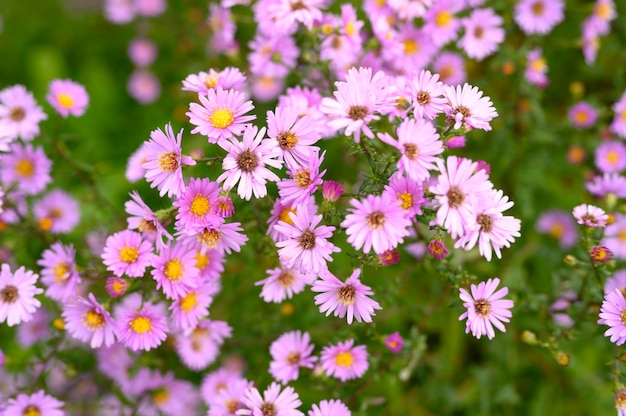 Autumn flowers Aster novi-belgii vibrant light purple color in full bloom in the garden