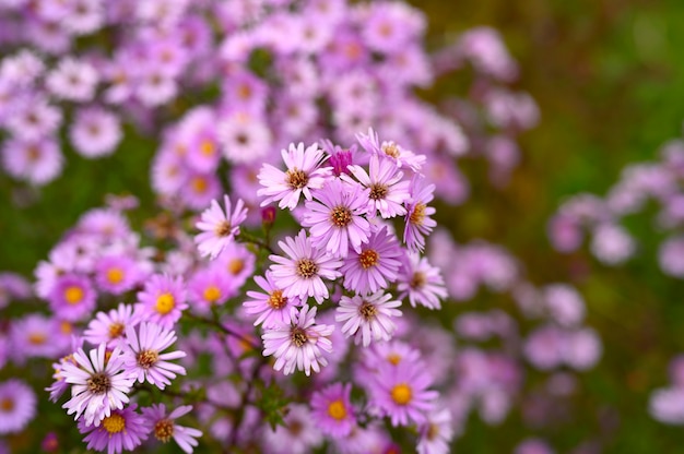 Fiori autunnali aster novi-belgii colore viola chiaro vibrante in piena fioritura nel giardino.
