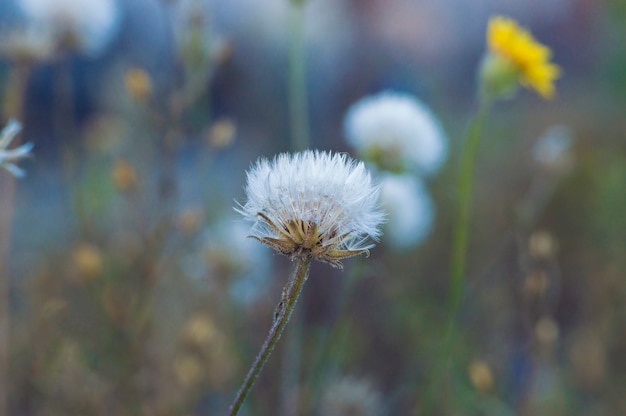 Autumn flowers on a blurred background