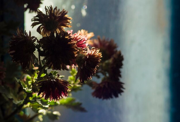 ぼやけた背景に秋の花