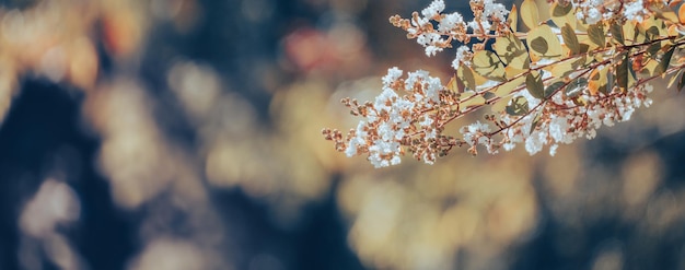 Autumn flowers in blurred background