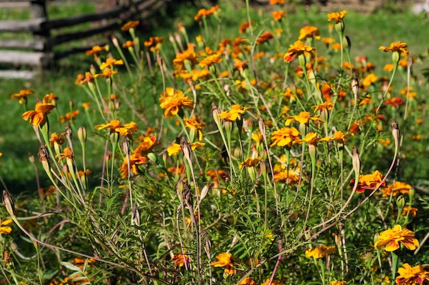 Autumn flowers closeup