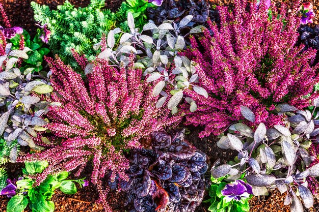 秋の花白い杢草と植物の花壇花の背景墓の装飾