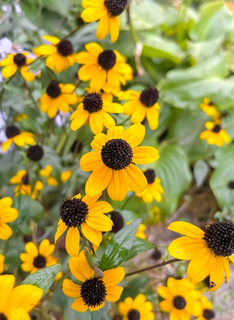 Autumn flowers golden rudbeckia after rain