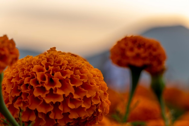 Autumn flowers summer blossoming orange gerbera flower
background fall floral festive card