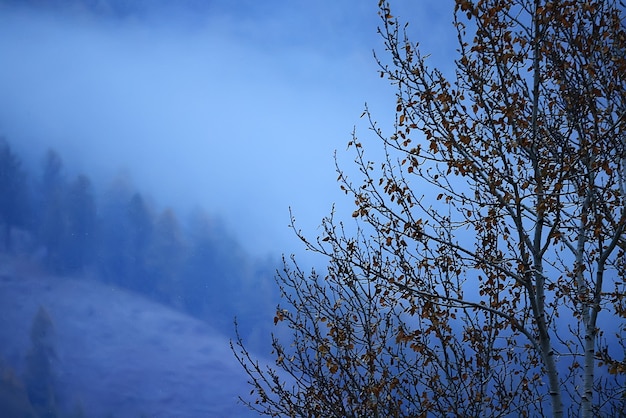 秋の霧の風景森の山々、木々は霧を見る