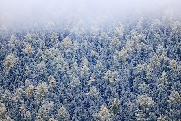 autumn fog landscape forest mountains, trees view mist