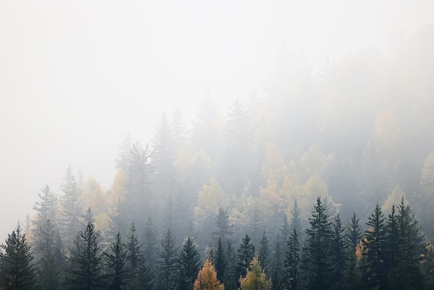 autumn fog landscape forest mountains, trees view mist