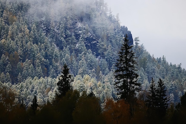 autumn fog landscape forest mountains, trees view mist