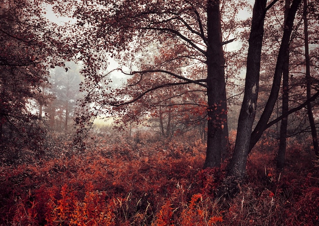 Autumn foggy wood