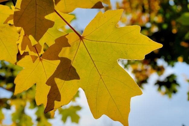 Autumn foliage against the sun