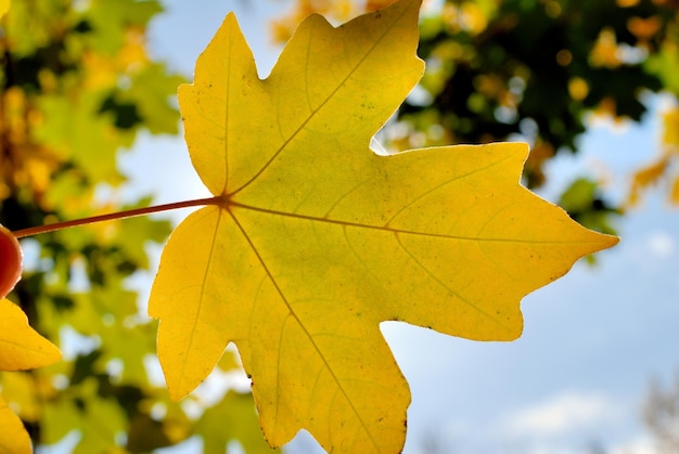 Autumn foliage against the sun