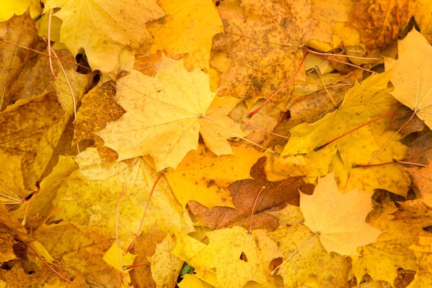 Autumn foliage background