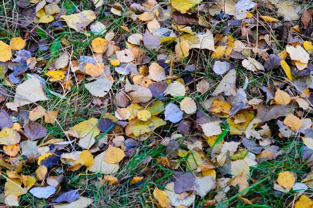 Autumn foliage and grassx