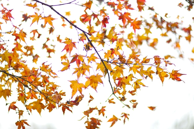 Autumn foliage, in kyoto japan afgelopen herfstseizoen