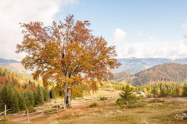 Autumn foliage on a large oak tree in the highlands of Carpathians in Ukraine