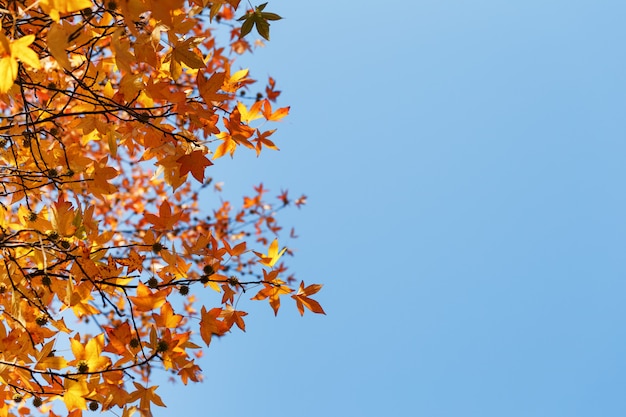 秋の紅葉、古いオレンジ色のカエデの葉、木の乾燥した葉、ソフトフォーカス、秋の季節、自然の変化、明るく柔らかい日光