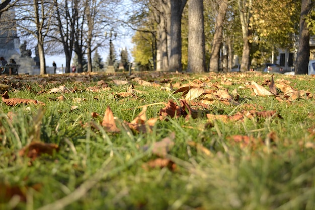 Foto fogliame autunnale nel parco