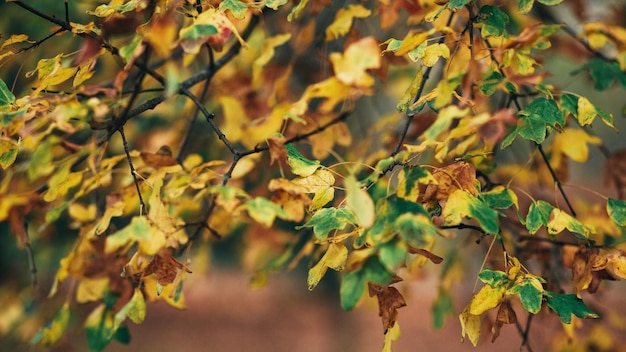 Autumn foliage in the park