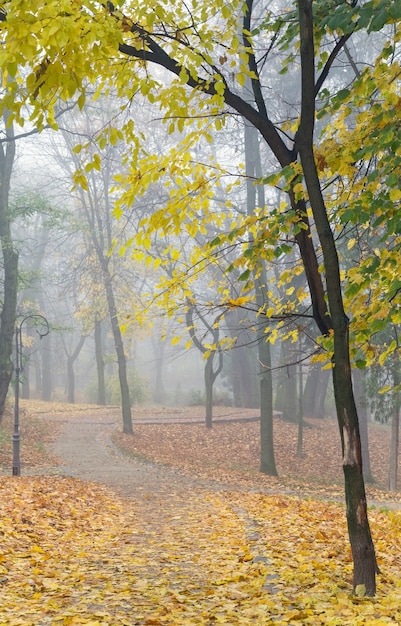 Autumn foliage remnants, pedestrian path, and falling leafs  in city park