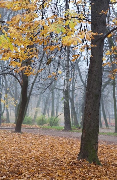 Остатки осенней листвы, пешеходная дорожка и падающие листья в городском парке