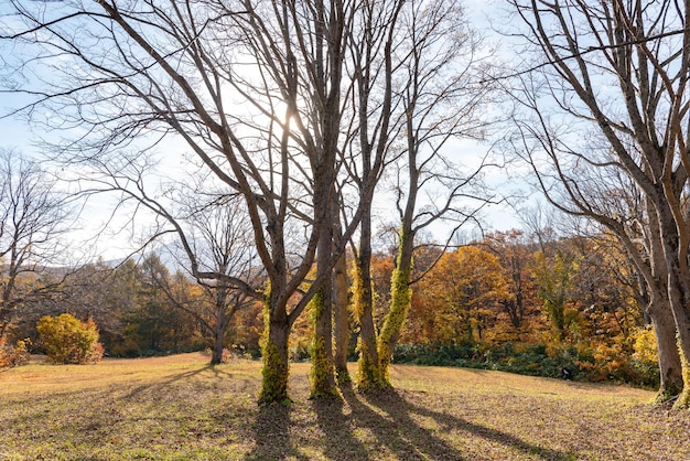 Foto paesaggio di fogliame autunnale vista bellissimi paesaggi alberi colorati della foresta