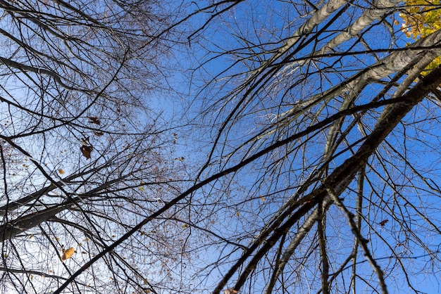 Autumn foliage on trees in Europe