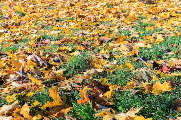 Autumn foliage trees