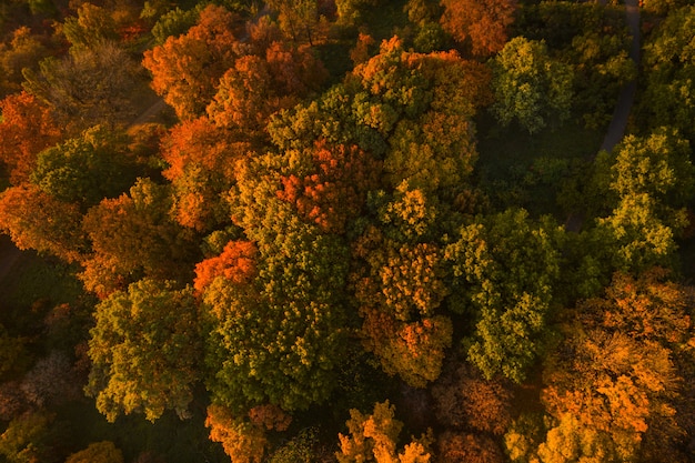 Autumn forest aerial drone view. Colorful Autumn table