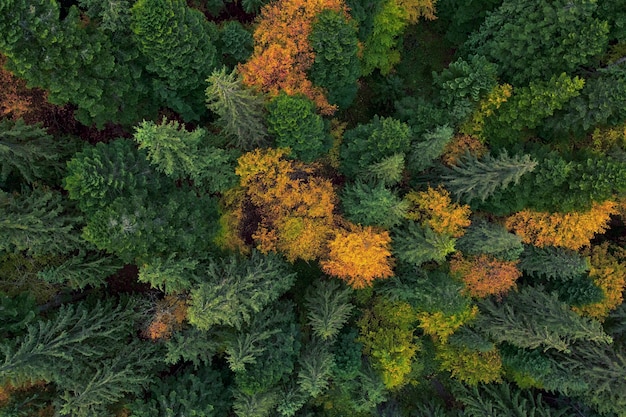 Autumn forest aerial view, yellow and green trees. Background or texture.