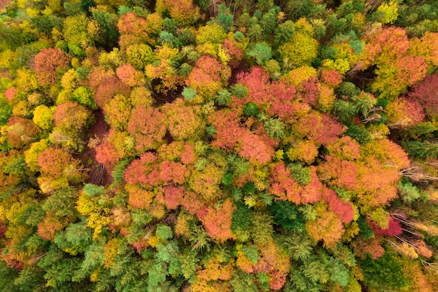 Vista aerea della foresta di autunno, alberi gialli e verdi. sfondo o trama.