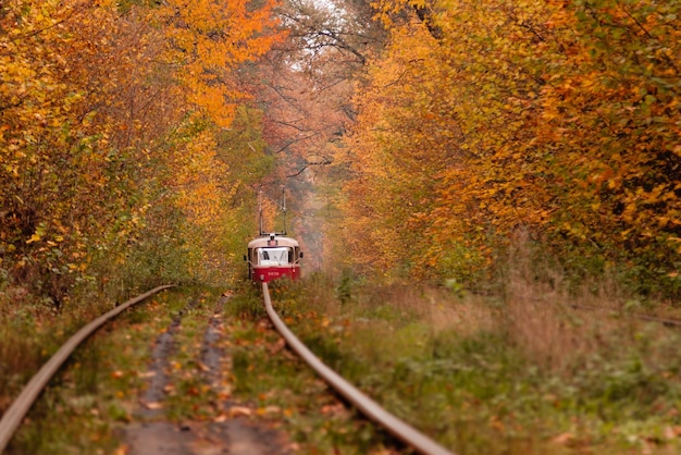 Bosco autunnale in mezzo al quale passa uno strano tram