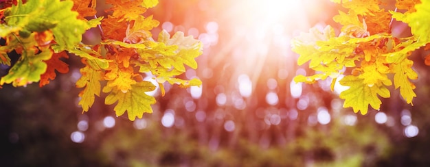 Photo autumn forest autumn background with colorful oak leaves in the bright rays of the evening sun