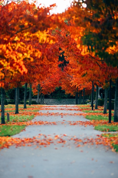 秋の森 秋の道