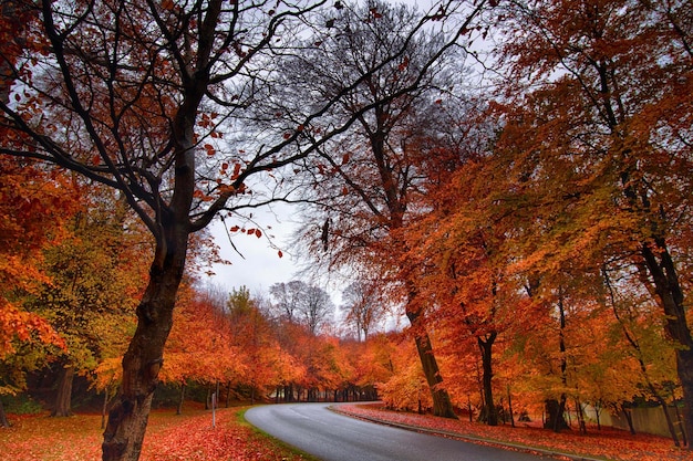 Autumn Forest Autumn Road