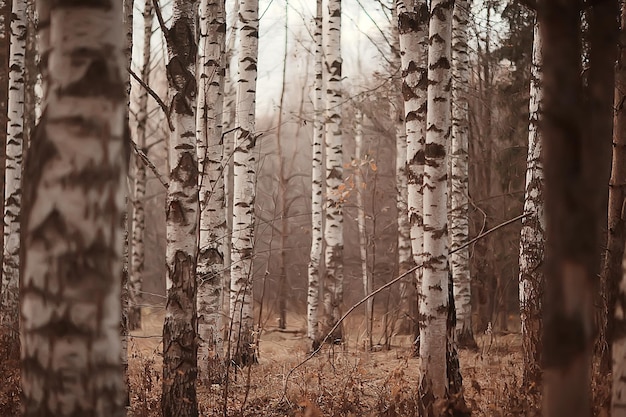 autumn forest background rain / landscape in the October forest, wet, rain weather