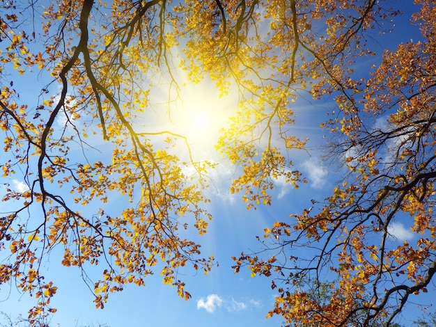 Foto sfondo della foresta autunnale in una giornata di sole