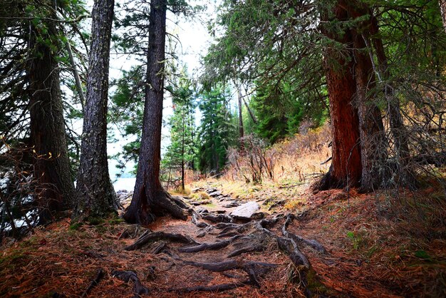 autumn forest background, tree in nature landscape