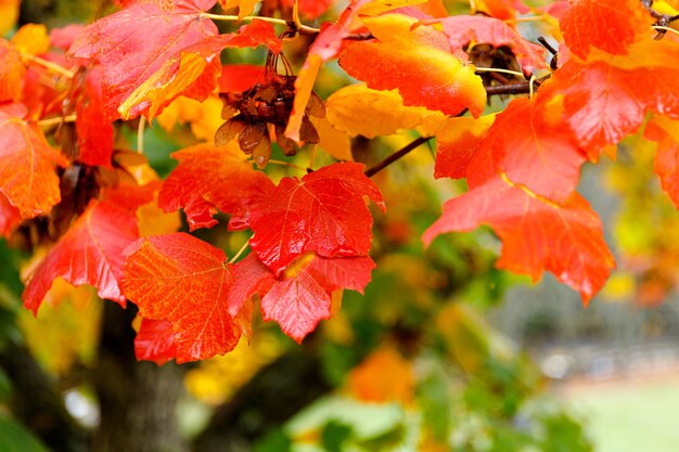 autumn forest background vibrant color tree red orange foliage in fall park