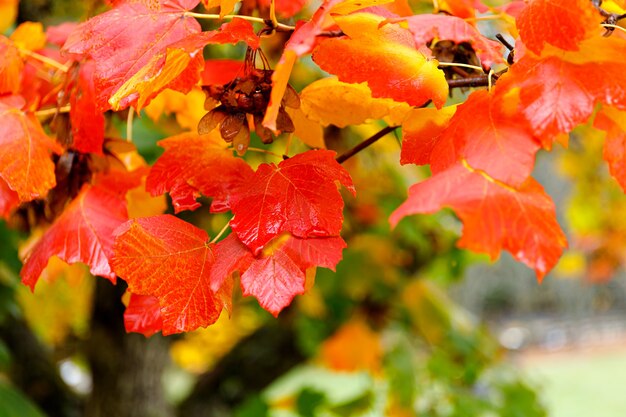 Autumn forest background vibrant color tree red orange foliage in fall park