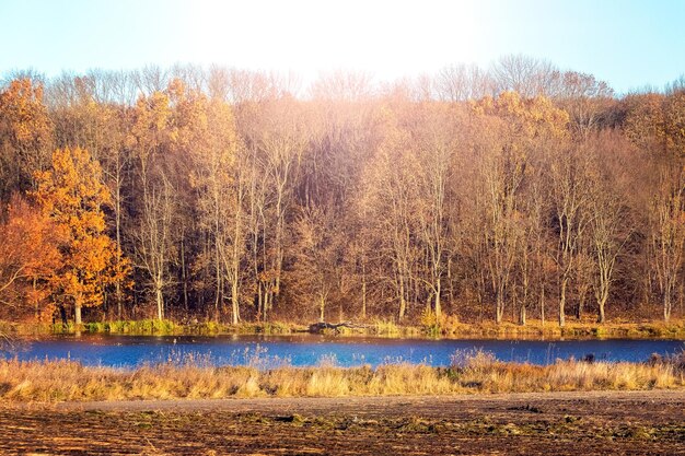 Autumn forest on the bank of the river in sunny weather Golden autumn in the forest