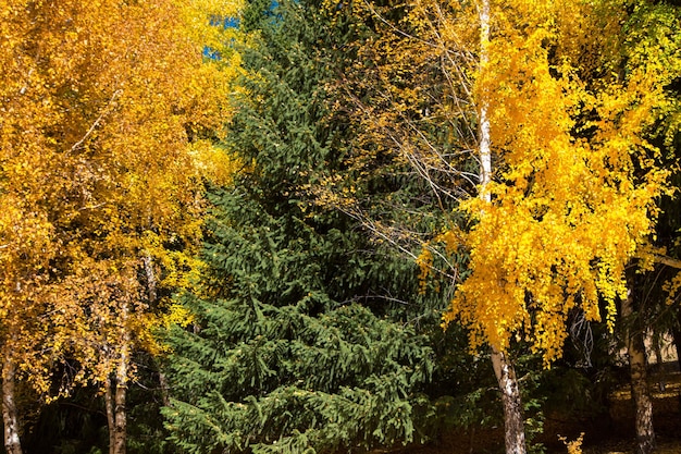 写真 秋の森 ライラックの美しい木々 明るい自然の色 秋の自然風景