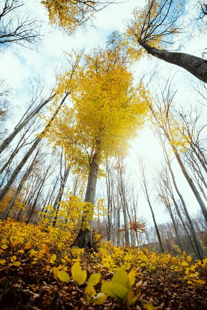 Autumn forest bottom view