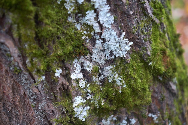 Autumn forest close-up