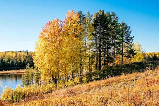 Осенний лес Красочное осеннее утро