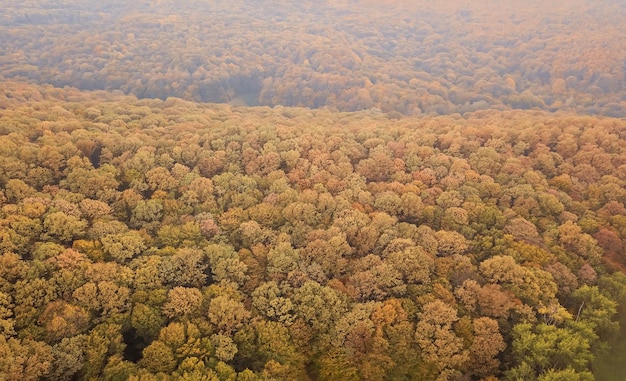 秋の森色とりどりの木々や葉空からの眺め