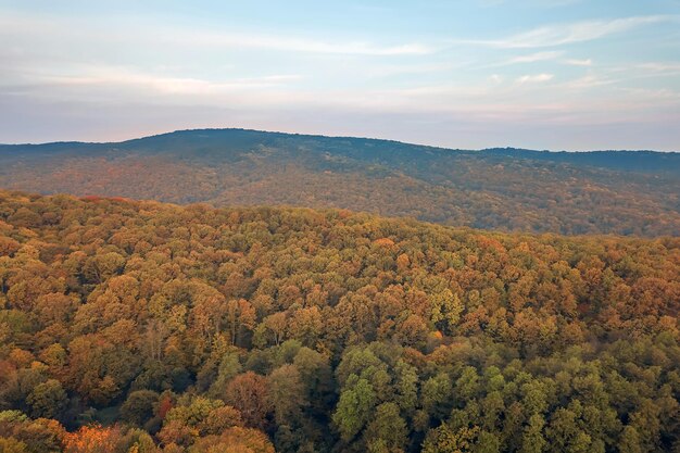 Autumn forest colorful trees and leafs aerial view