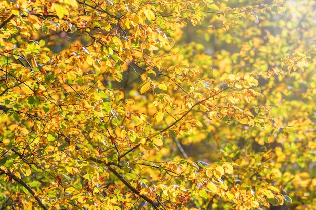 秋の森のカラフルな木々 と葉の背景 秋の木々 秋のテクスチャ パターン