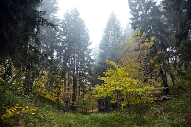 Осенний лес, хвойные и лиственные деревья и кустарники, природа в октябрьское туманное утро